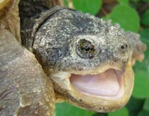 Esemplare di tartaruga azzannatrice rinvenuta lungo il fiume Tevere nella zona del Reatino