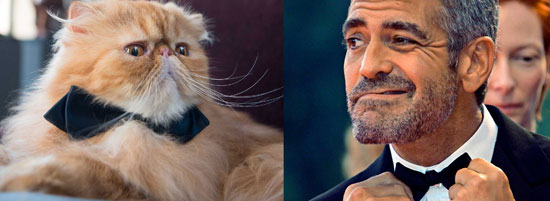 Miss Italia, il Gatto Yoda presentatore con la voce di Clooney
