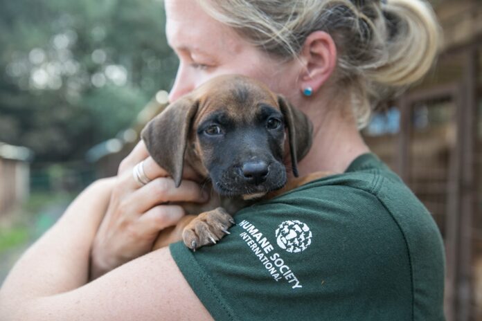 South Korea Dog Meat Farm Rescue (Farm 15)