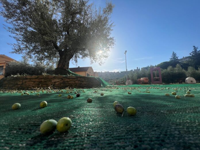 olive frantoio di Spello